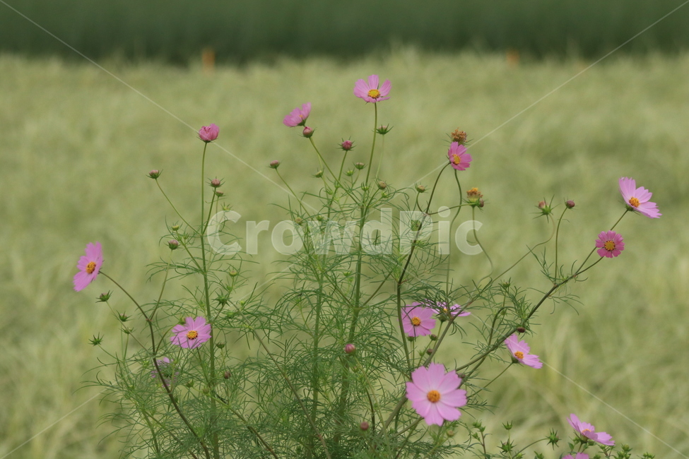 코스모스,가을꽃,꽃,야생화,들꽃,plant,flower,식물,식물,자연,plants,nature,꽃,flower