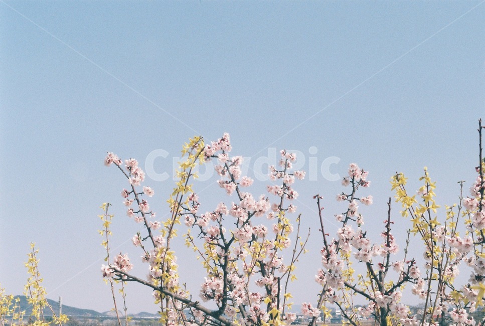 flower,꽃,매화,개나리,봄,벚꽃,벚나무,봄꽃,spring,봄,계절,spring,season,식물,자연,plants,nature,꽃,flower,plant,blossom