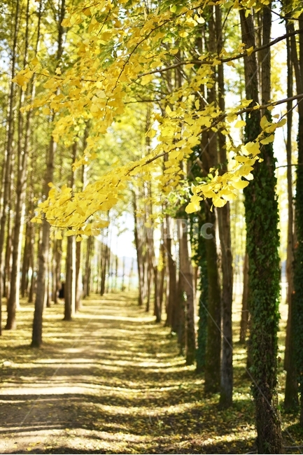 automne,ginkgo,가을,은행잎,yellow,은행나무,노랑,가을,계절,fall,autumn,season,자연,풍경,nature,landscape,tree,나무,plant,식물