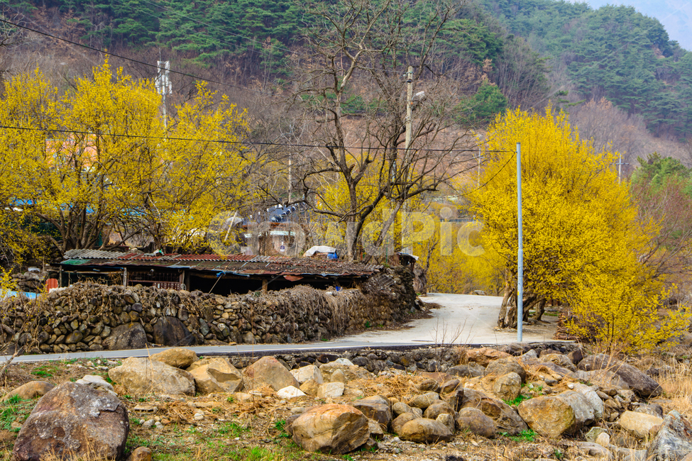 구례,산수유,봄,꽃,아름다운,풍경,봄,계절,spring,season,자연,풍경,nature,landscape,한국자연풍경,한국자연경관,korea nature landscape,시골,마을,country,rural,town,rubble,파편