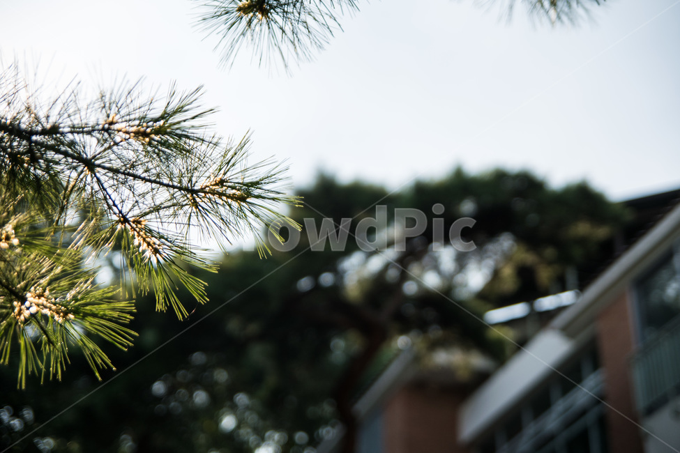 소나무,해,햇빛,풍경,나무,자연,반짝거림,자연,풍경,nature,landscape,tree,plant,식물,conifer,구과 식물