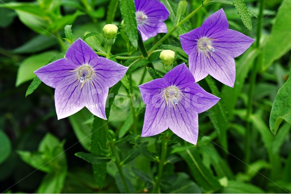 꽃,식물,보라색,암술,정원,식물,자연,plants,nature,꽃,flower