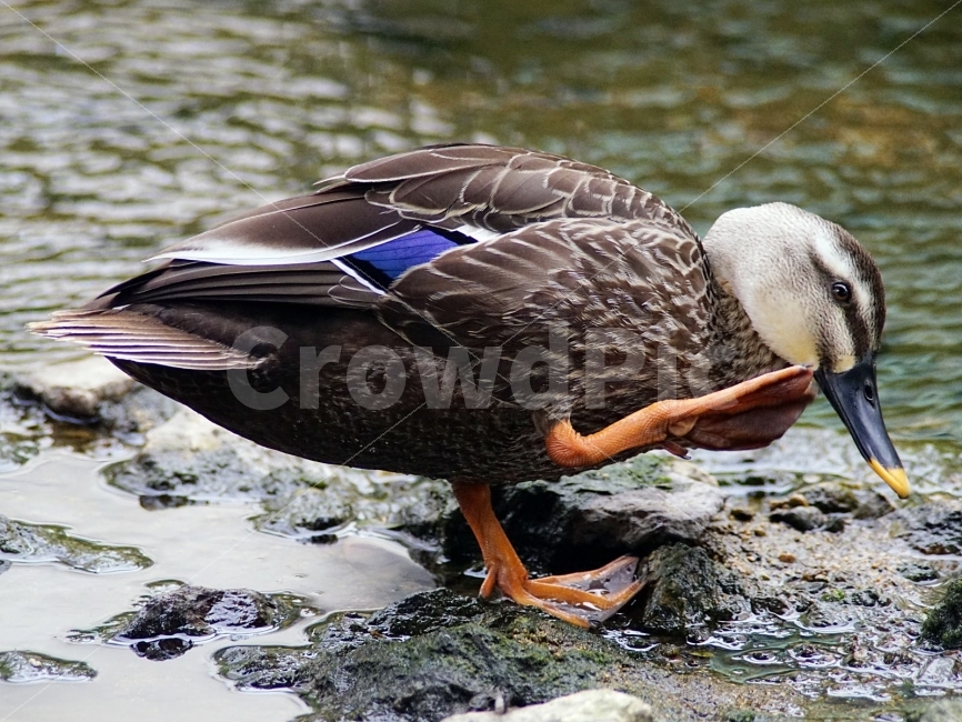 오리,흰뺨검둥오리,부산,온천천,자연,생명,생물,동물,animal,조류,새,birds