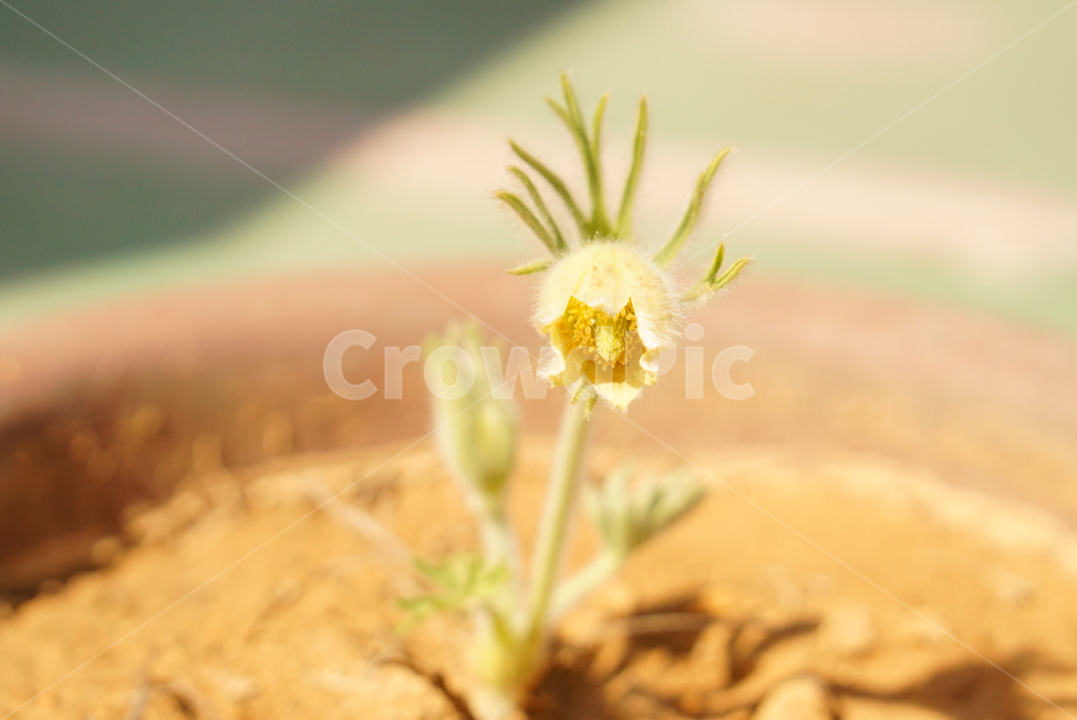 할미꽃,노란할미꽃,희귀종,식물,봄,생화,조화,들꽃,약재,pasqueflower,flower,plant,yellowflower,nature,식물,자연,plants,nature,꽃,flower