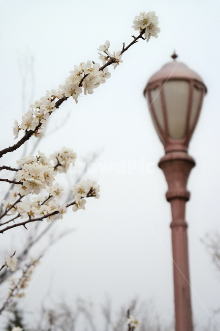 가로등,봄꽃,매화,봄,꽃,flower,spring,lamp