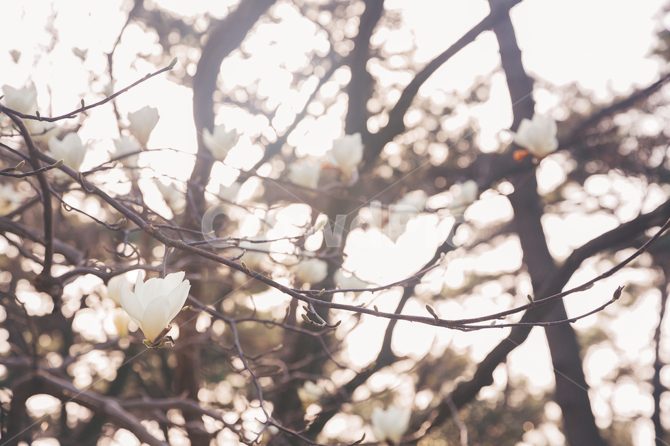 봄,목련,백목련,식물,꽃,나무,plant