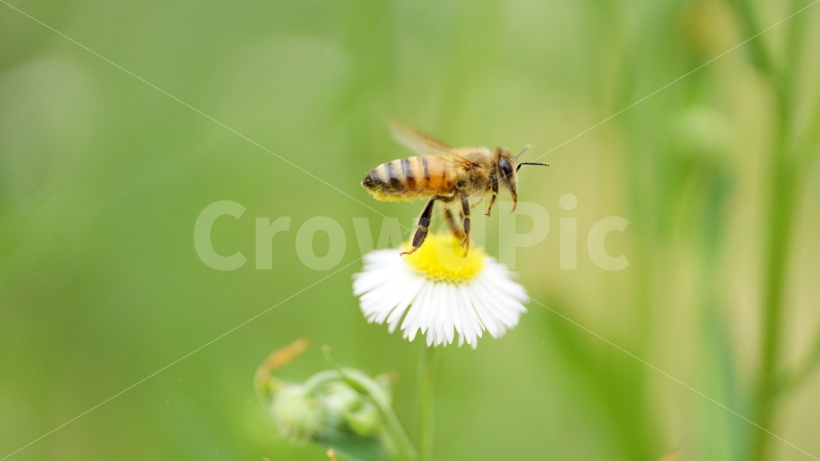 개망초,꽃,플라워,벌,곤충,자연,식물,꿀,nature,insect,honey,bee,flower,꿀벌,말벌,동물,animal,감성,감성사진,스냅,스냅사진,snap,snapshot,풍경,landscape,꽃사진,접사,macro,봄,spring,계절,season,한국자연,korea,식물,자연,plants,nature,동물,animal,곤충,벌레,insect,bug,꽃,flower