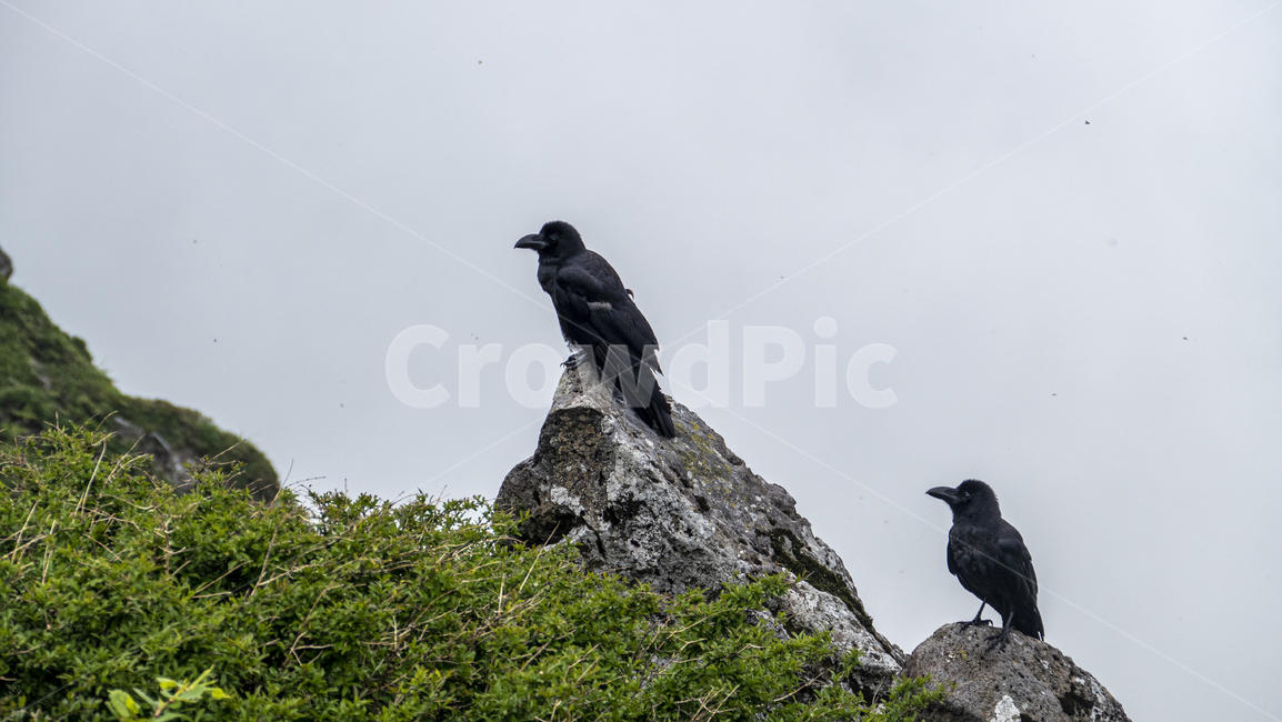 까마귀,까마귀들,야생동물,새,crow,산속,숲속,날짐승