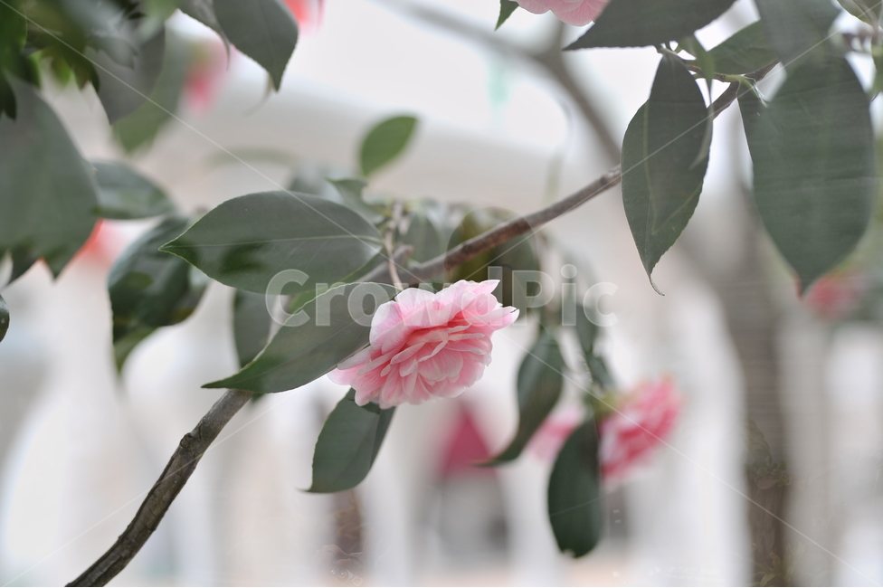 동백꽃,동백나무,겨울꽃,겨울나무,식물,꽃,자연,식물,자연,plants,nature,꽃,flower