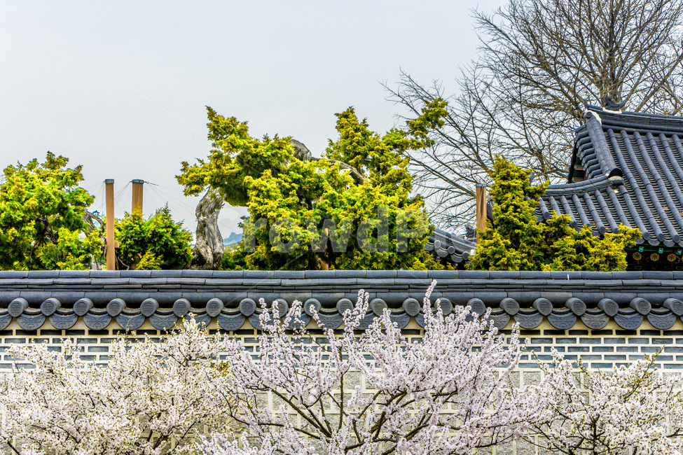 고궁,창덕궁,후원,봄,기와,담장,담벼락,담,한국의미,봄,계절,spring,season,한국전통,한국문화,korean traditional,korean culture,건축물,건물외관,exterior,building,structure,architecture,construction