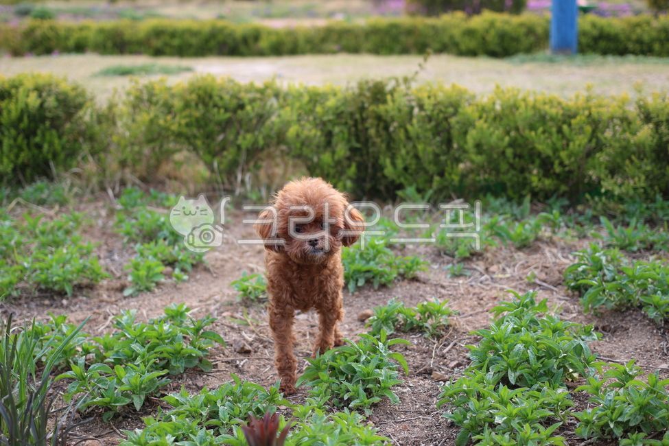 토이푸들,강아지,반려견,애견,애니멀,갈색푸들,아기강아지,새끼강아지,포유류,pet,동물,animal,개,dog,애완동물,동물,animal,포유류,mammal,개,강아지,dog,doggy