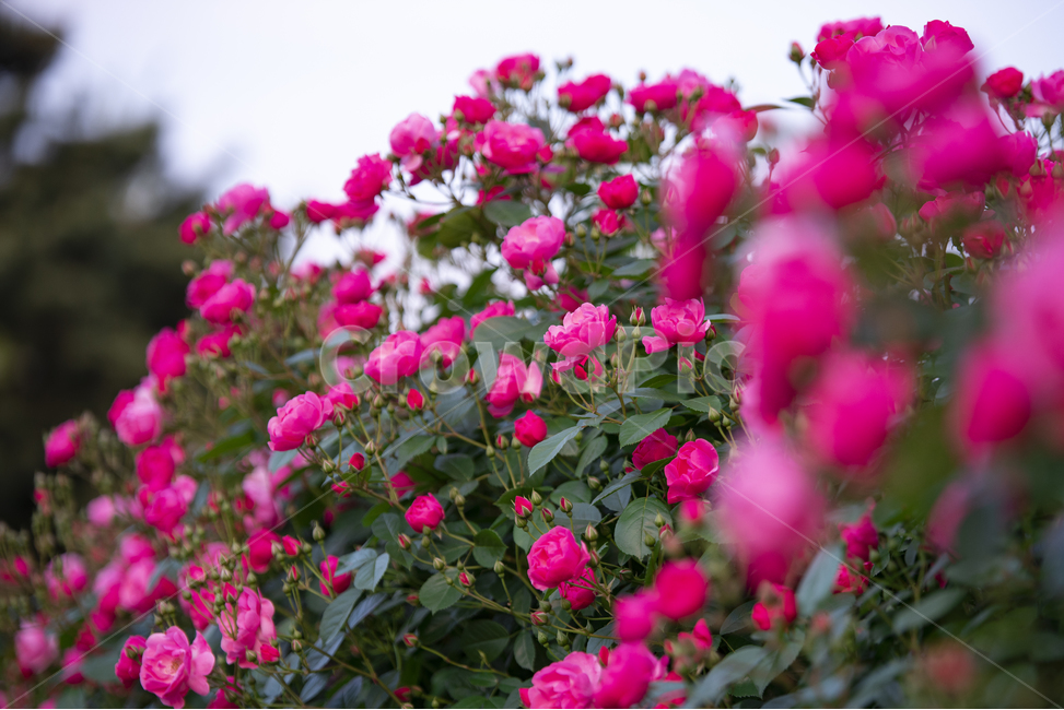 장미,장미꽃,분홍장미,상록관목,오월장미,식물,자연,plants,nature,꽃,flower