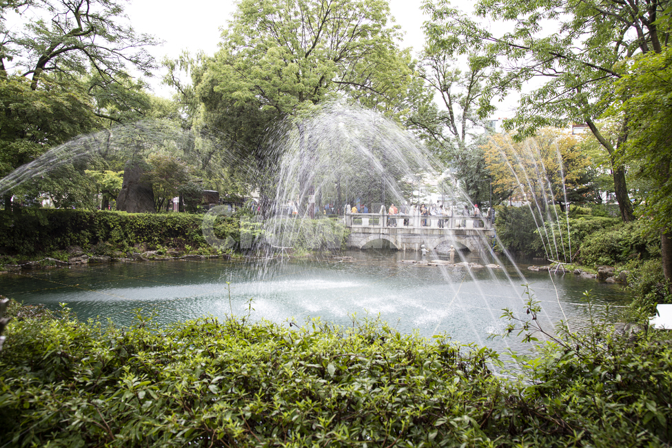 공원,분수,물줄기,시원한,다리,나무,여름,계절,녹색,초록식물,water,물,연못