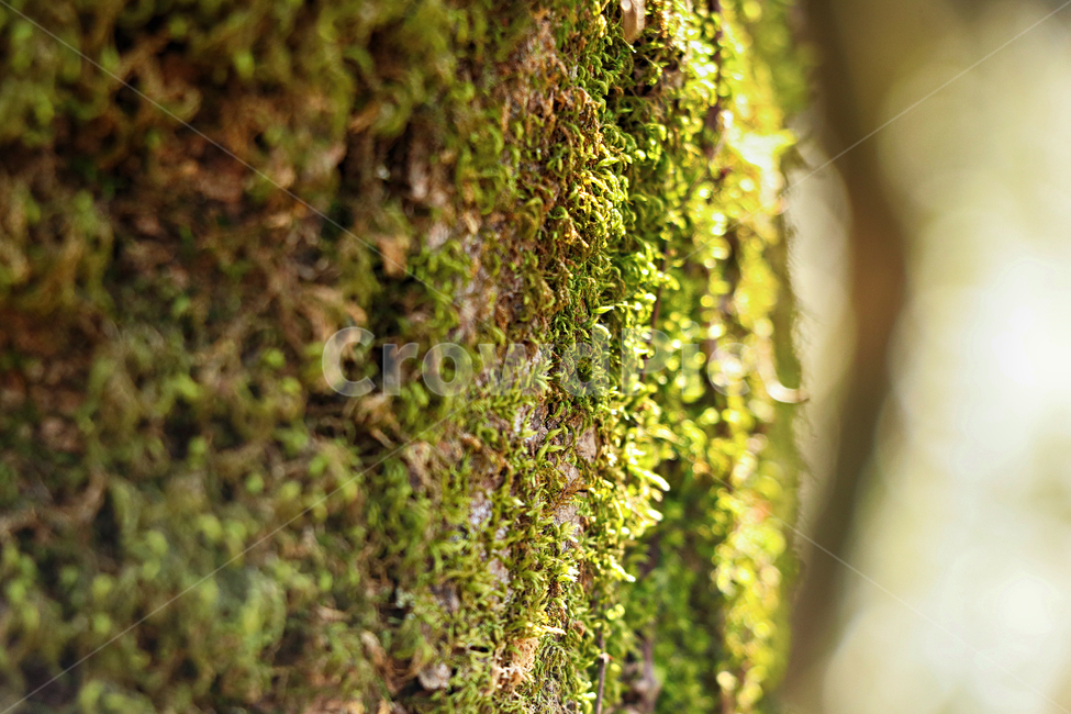 삼나무,이끼,tree,나무,식물,plant