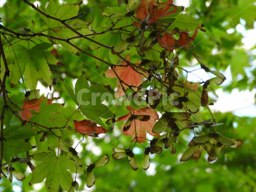 나뭇잎,나무,식물,나뭇가지,잎,leaves,초록색,tree,botany,수목,leaf,plant,가을,가을,계절,fall,autumn,season