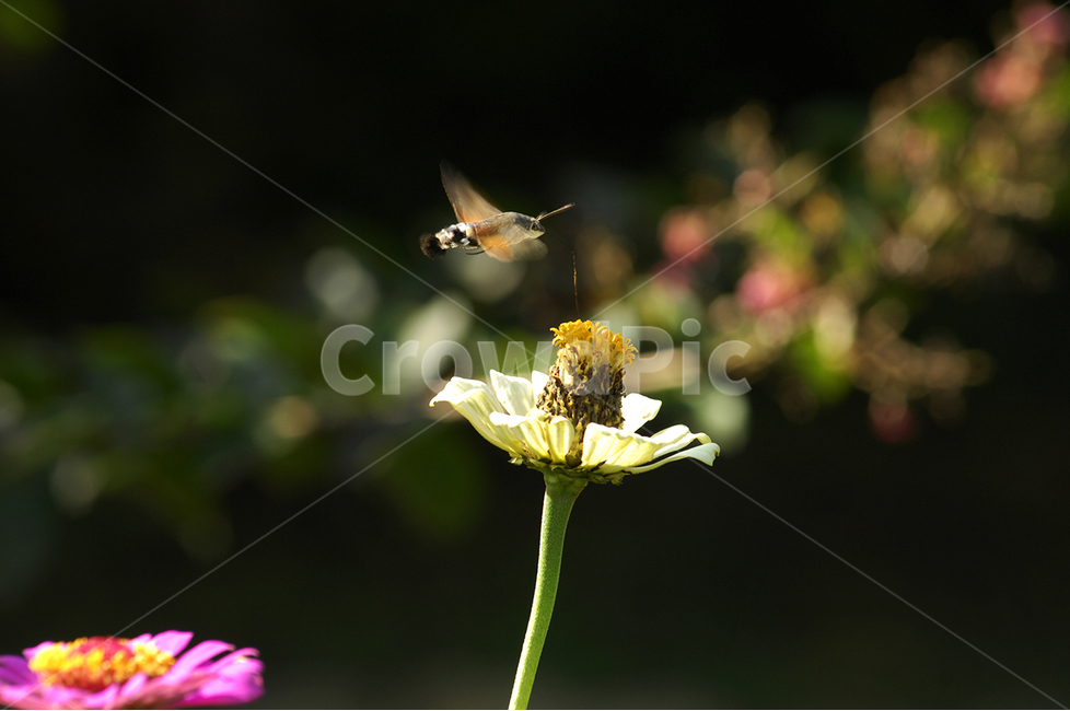 동물,벌,식물,꽃,백일홍,식물,자연,plants,nature,꽃,flower,동물,animal,곤충,벌레,insect,bug