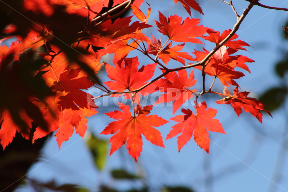 단풍,단풍나무,엽록소,가을,redleaves,가을,계절,fall,autumn,season,leaf,잎,plant,식물,tree,나무