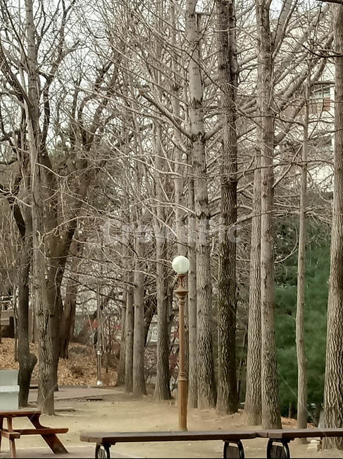 나무,식물,plant,tree,treetrunk,나무줄기,자연,큰나무,벤치,나무의자,가로등,식물,자연,plants,nature,나무,trees,wood
