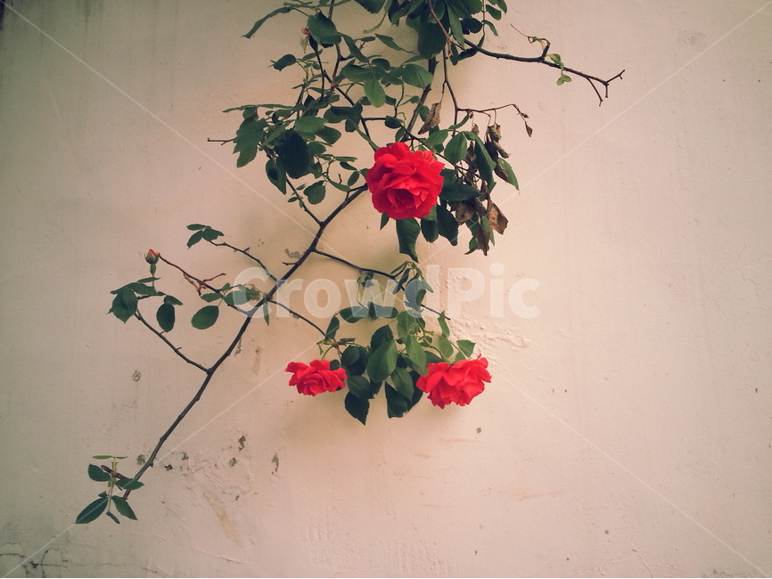 장미,꽃,레드,빈티지,rose,식물,빨강,식물,자연,plants,nature,꽃,flower