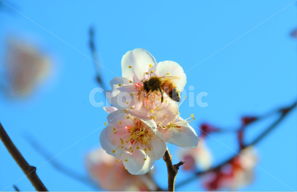 꿀벌,벚꽃,수정,봄,감성,봄,계절,spring,season,식물,자연,plants,nature,꽃,flower,동물,animal,곤충,벌레,insect,bug,plant,bee,벌,invertebrate,무척추 동물,honey bee