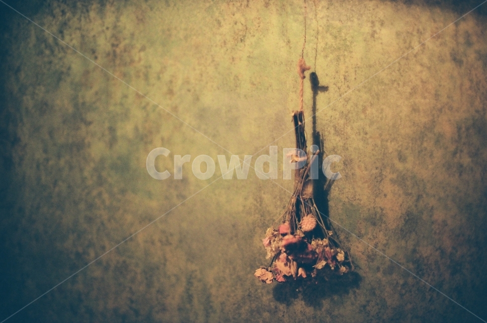 꽃,절망,드라이플라워,빛,막막함,꽃,flower,실내용화초,화분,화초,house plant,감성,sensible,feeling,인테리어,실내디자인,interior design