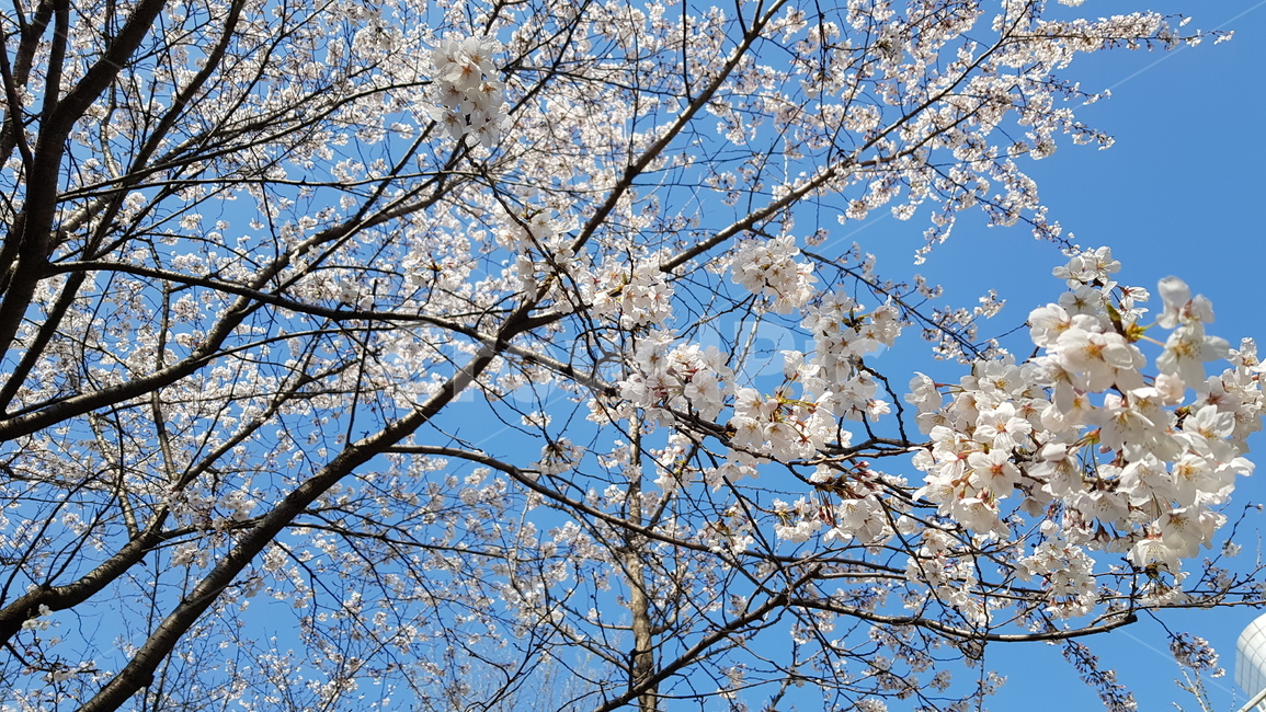 꽃,벚꽃,봄,봄날,공원,이쁨