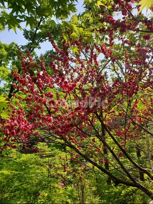 곤지암,화담숲,분홍꽃,봄,꽃