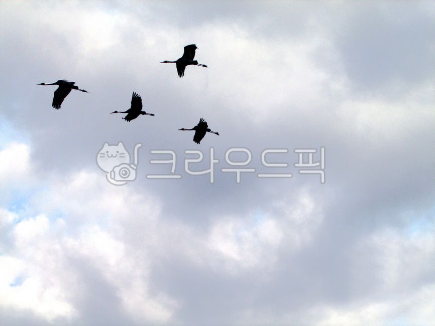 bird, 새, animal, 동물, 자연, 사진,이미지,일러스트,캘리그라피 - jisoolee7작가