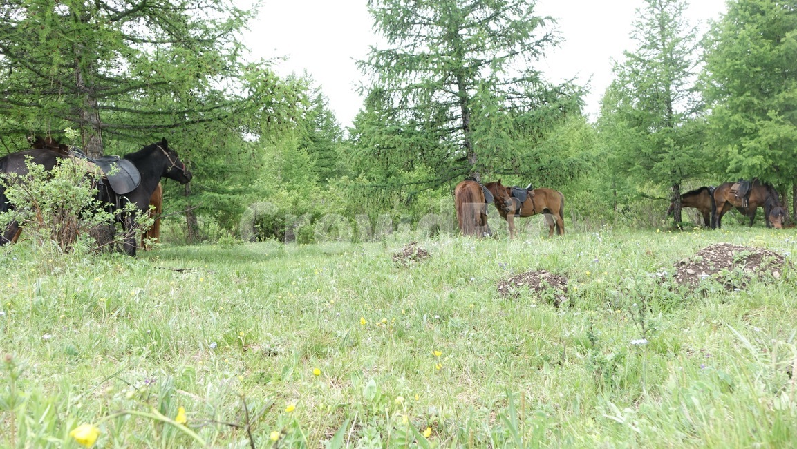 자연,grass,green,초록,nature,말,horse,tree,나무,몽골,초원