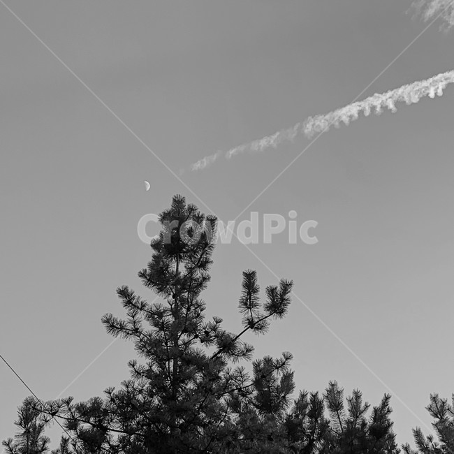 tree,나무,moon,흑백사진,분위기