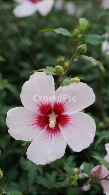 꽃,무궁화,대한민국,식물,자연,식물,자연,plants,nature,꽃,flower