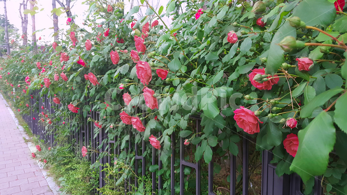 식물,그린,숲,풍경,빨강,꽃봉오리,만개,낮,평화,아름다움,내추럴,산책로,화려함,plants,green,forest,landscape,red,bud,bloom,daytime,peace,beauty,식물,자연,plants,nature,꽃,flower