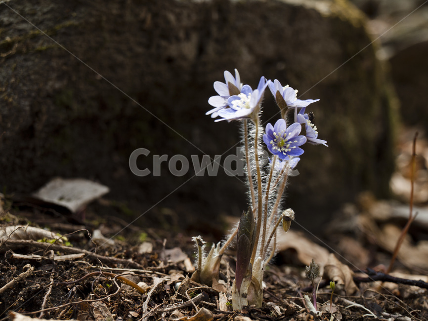 노루귀,노루귀꽃,봄야생화,봄꽃,야생화,flower,식물,자연,plants,nature,꽃,flower