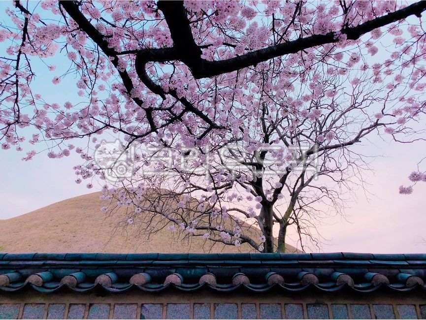flower,꽃,벚꽃,경주,왕릉,기와담