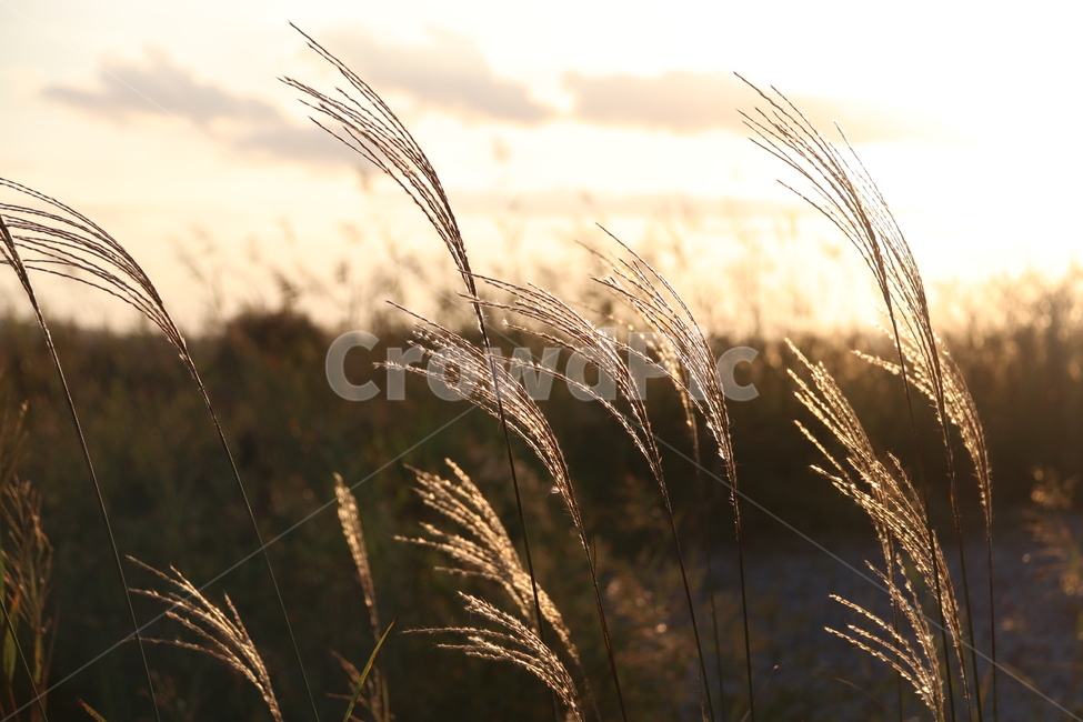 갈대,가을,노을,억새,풀,풍경,가을,계절,fall,autumn,season,식물,자연,plants,nature,grass,잔디,plant