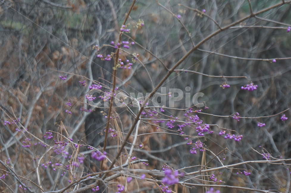 좀작살나무,좀작살나무열매,보라색열매,예쁜열매,나무열매,식물,자연,plants,nature,과일,열매,fruit