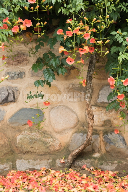 능소화,능소화꽃,꽃,플라워,trumpetcreeper,flower,식물,자연,plants,nature,꽃,flower
