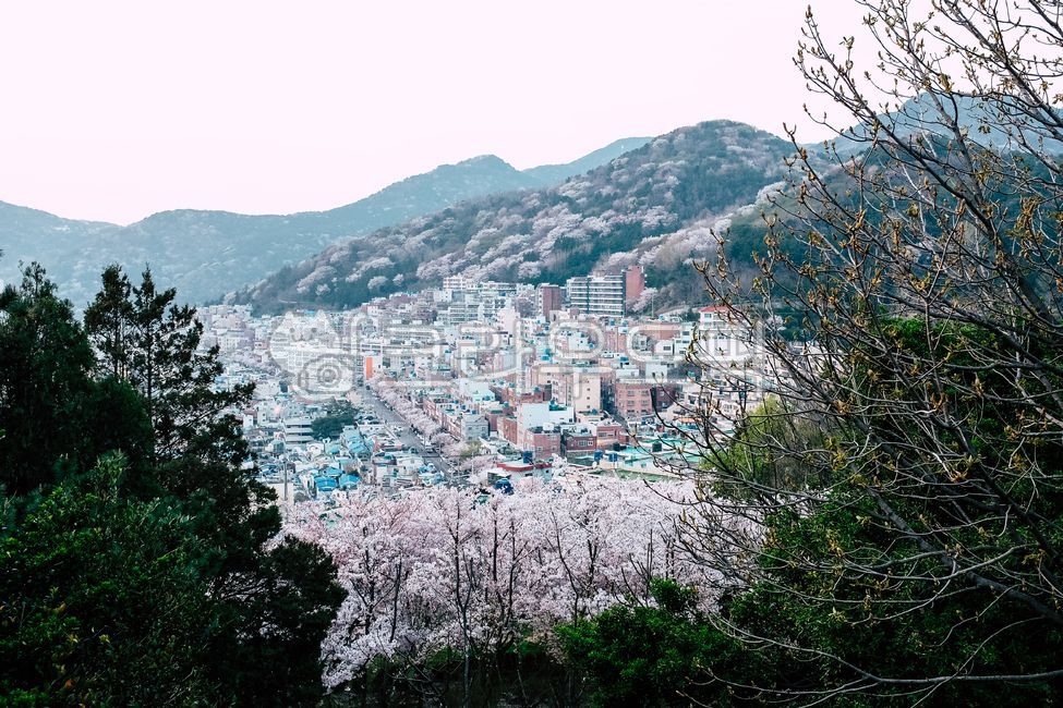 Busan tourist attractions,Cherry Blossom,town,Busan Mountain Bok Road,city,nature,mountain road,cherryblossoms,house,spring,outdoors,Town,busan,Korean village scenery,plant