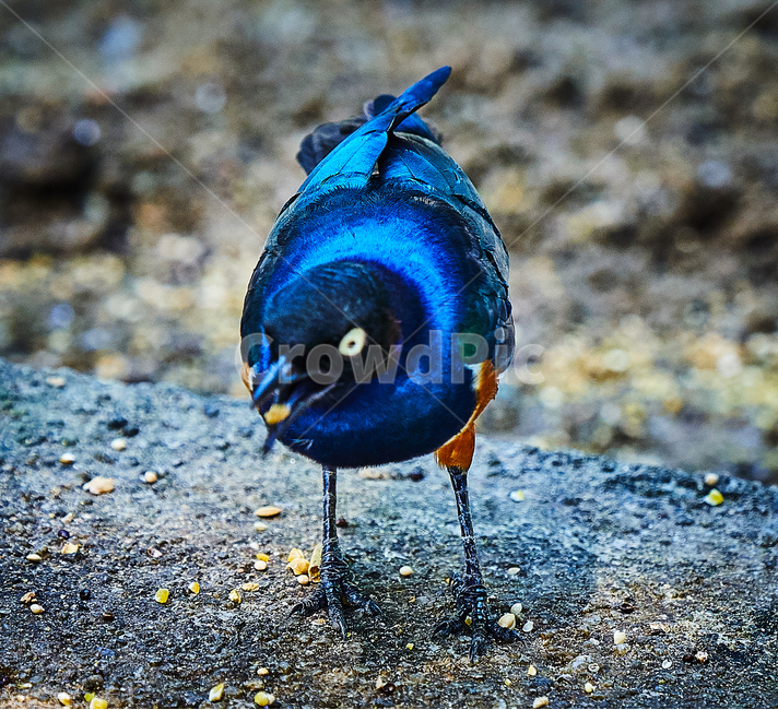 새,조류,깃털,부리,아름다운,먹이,동물,animal,조류,새,birds