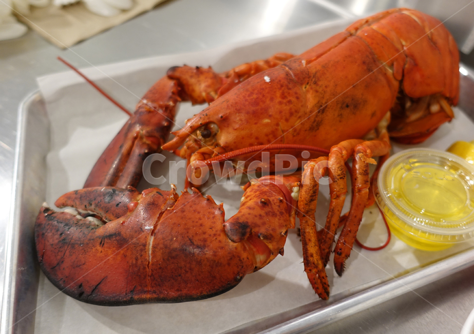 랍스터,가재,요리,게요리,랍스타,음식,식재료,요리,food,cook,meal,dishes,food reserves,수산물,해산물,fishery products,seafood