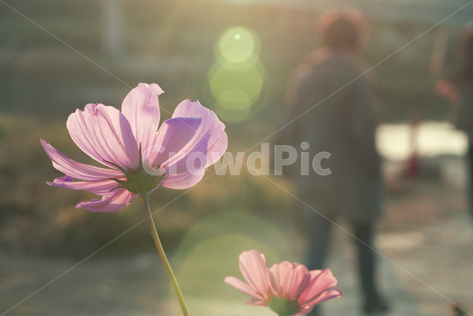 꽃,플라워,flower,코스모스,가을,계절,생물,plant,식물,식물,자연,plants,nature,꽃,flower