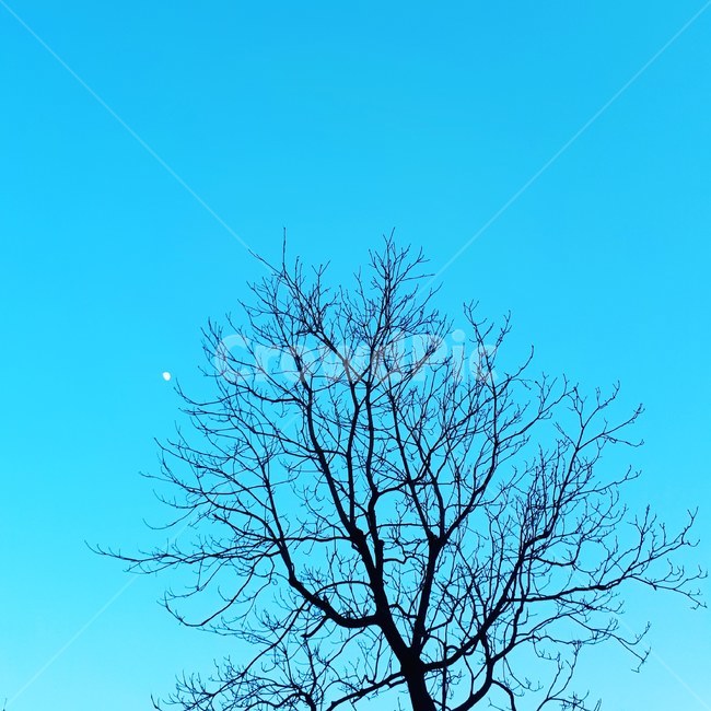 나무,밤,달,초저녁,새벽