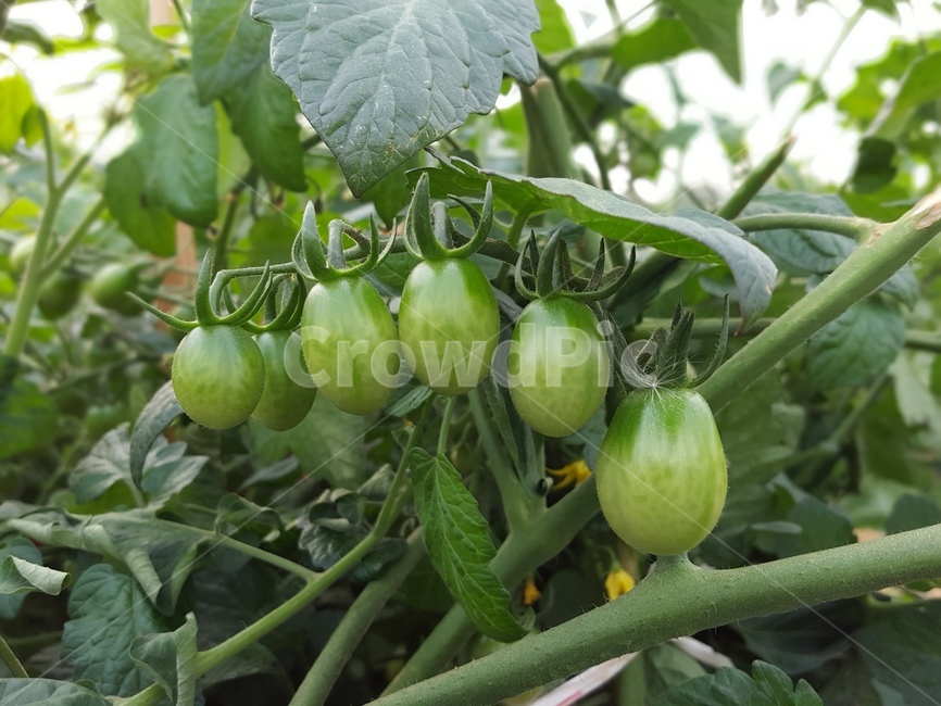 방울토마토,채소,자연,수확,농장,nature,harvest,farm,cherrytomato,vegetable,식물,자연,plants,nature,과일,열매,fruit