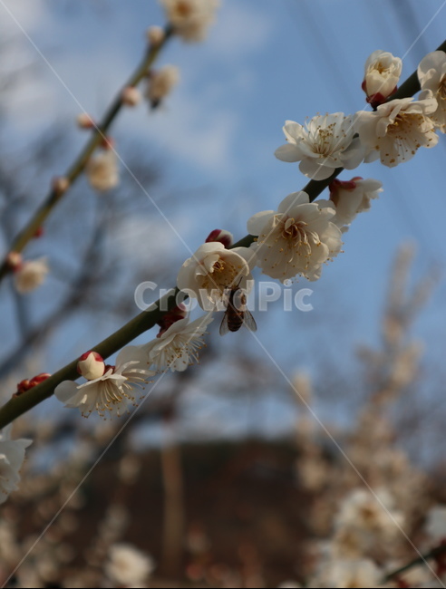 봄,꽃,식물,매화,자연,spring,flower,nature,botanic,식물,자연,plants,nature,꽃,flower