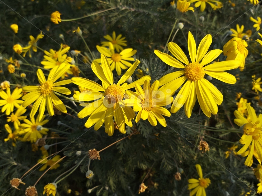 plant,식물,blossom,꽃,flower,식물,자연,plants,nature,꽃,flower