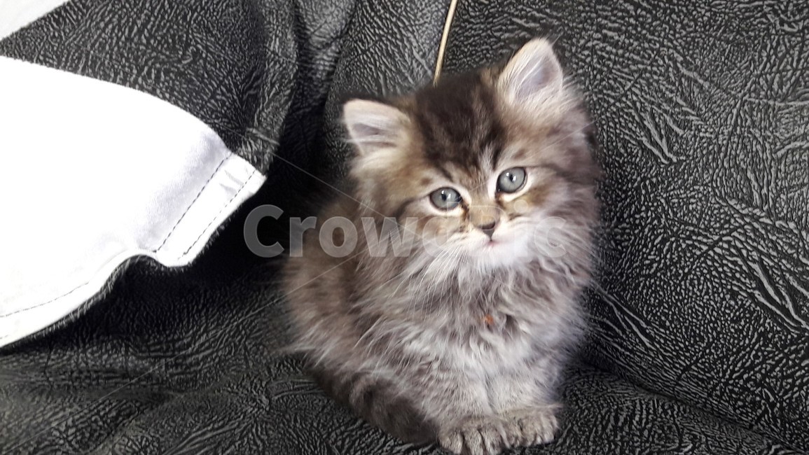고양이,냥이,반려묘,어린고양이,새끼고양이,아기고양이,페르시안고양이,귀여운고양이