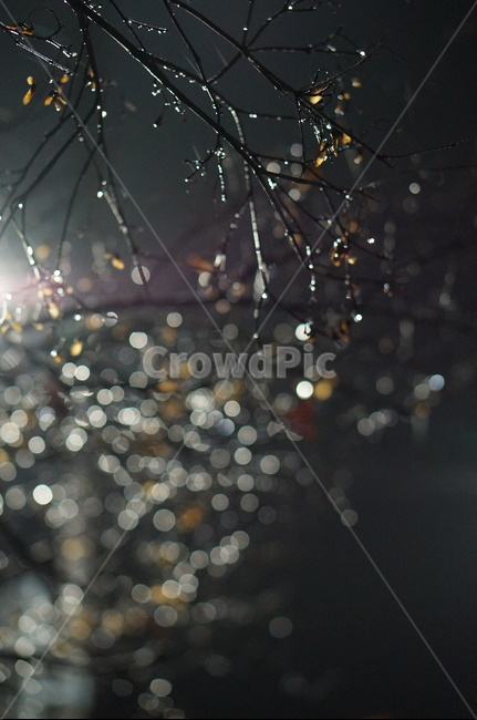비,나무,보케,불빛,풍경,밤,light,빛,flare,플레어
