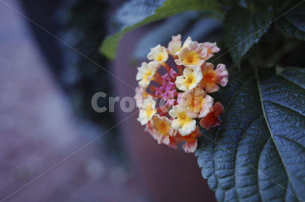 꽃,flower,식물,plant,green,초록,잎,들꽃