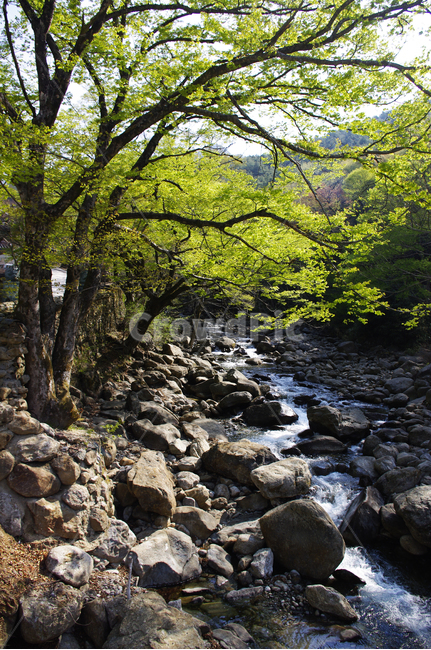 계곡,나무,식물,plant,봄,spring,초록,자연,풍경,nature,landscape,rubble,파편,water,물