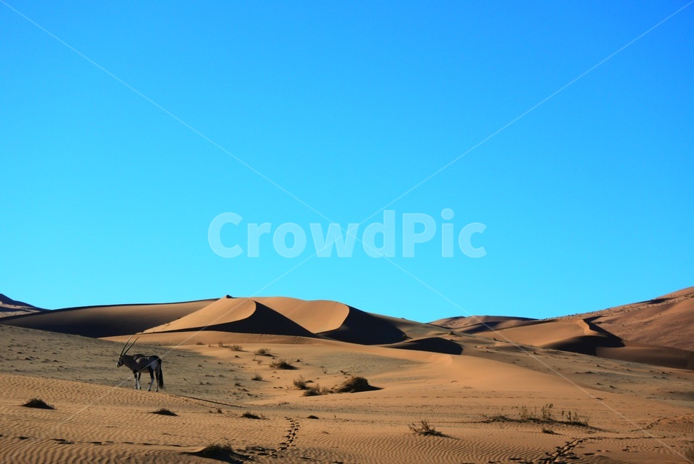 soil,흙,sand,모래,outdoors,옥외,nature,자연,dune,모래언덕,자연,풍경,nature,landscape